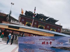 -塔尔寺-菩提树