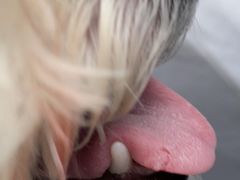 -PETKIT 小佩宠物·低压洗护·美容·寄养(安远店)