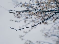 -梅花山(明孝陵内)