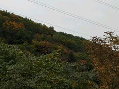 -六里坪国家森林公园