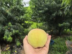 -老袁家蜜桃农场·阳山水蜜桃