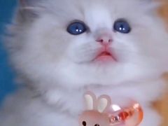 -十年猫舍·猫咪专门店(普陀店)