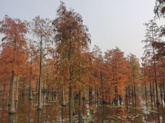 -池杉湖湿地公园
