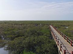 -北海金海湾红树林生态旅游区