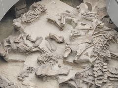 -自贡恐龙博物馆