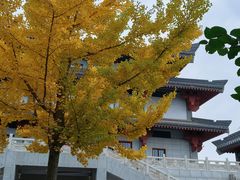 -金城公园