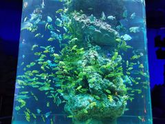 -芜湖新华联大白鲸海洋公园