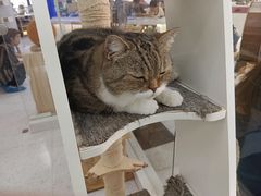 -喵园·猫主题咖啡厅·撸猫·猫咖(国贸店)