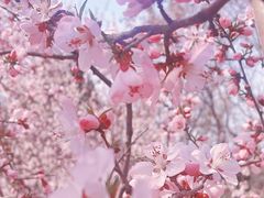 -桃花堤公园