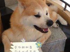 -喜柴咖啡·柴犬狗咖