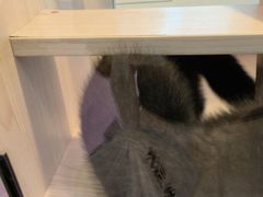 -爪爪喵星球·猫舍(前海卓越店)