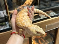 -酷以爬仙阁实体爬宠店·守宫·蜥蜴·专业繁育