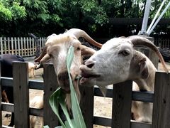 -广州长隆飞鸟乐园