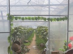 -马陆小张葡萄园农家乐