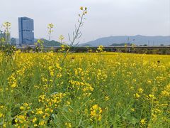 -光明小镇欢乐田园