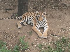 -石家庄市动物园