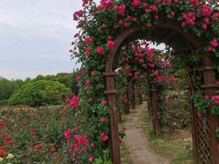 -上海滨江森林公园