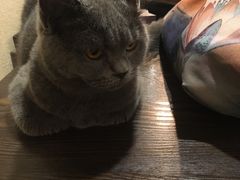 -猫友咖啡店(玉林西路店)
