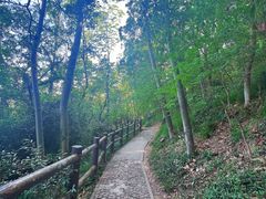 -上海佘山国家森林公园天马山园