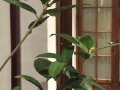 -皇城根茶馆(兴隆都市馨园店)