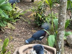 -新加坡飞禽公园