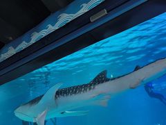 -烟台海昌鲸鲨海洋公园