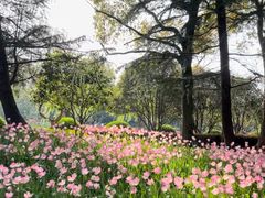 -上海鲜花港