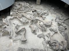 -自贡恐龙博物馆