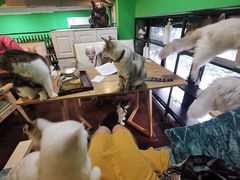 -李小姐の猫咖啡馆(五角场店)