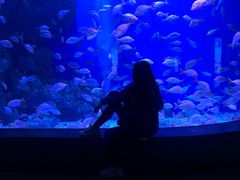 -成都浩海立方海洋公园