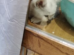 -龟与熊猫宠物公园(南坪店)