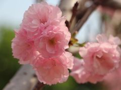 -天适樱花悠乐园