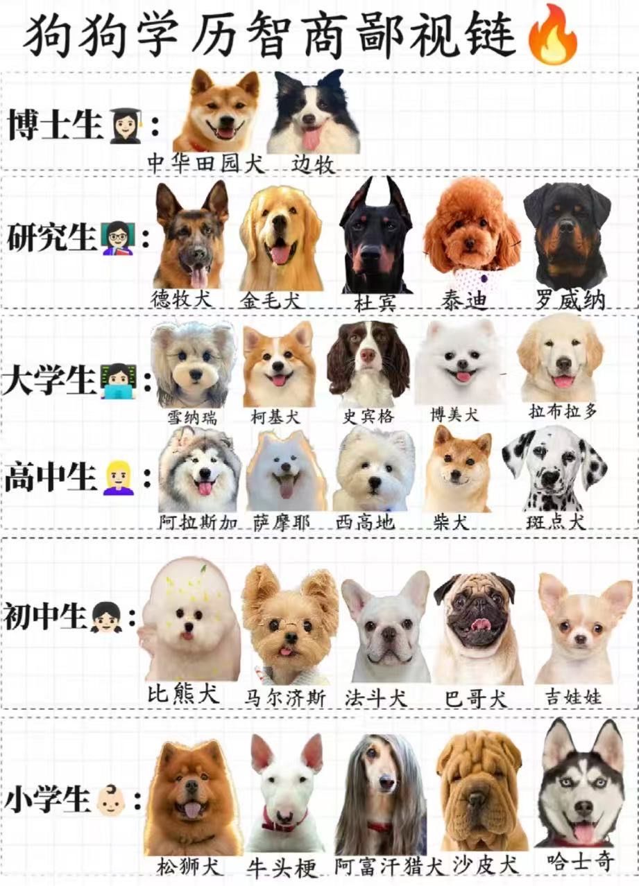 狗狗得智商大排名[笑哭]你家的狗狗排在那个阶梯