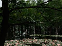 -白鹭湾湿地公园