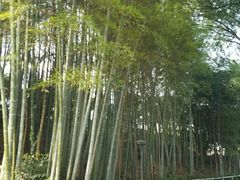 -上海市保健医疗中心(华东疗养院)