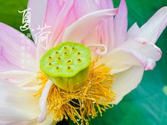 -陈家山荷花公园