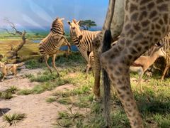 -国家自然博物馆