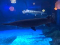 -烟台海昌鲸鲨海洋公园