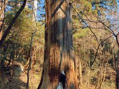 -天目山大树王景区