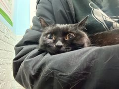 -纳吉亚猫专科动物医院博雅分院