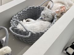 -怪兽屋·羊驼·猫咖·狗咖(俊华广场店)