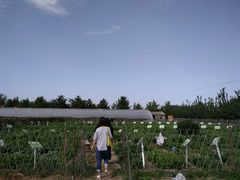 种植环境-意大利农场度假村
