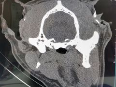 -欧奕国际动物医院