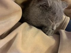 -三花喵·撸猫购宠·宠物生活馆(虹桥南丰城店)