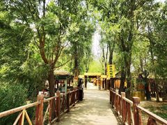 -滕州微山湖红荷湿地景区