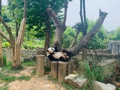 -都江堰中华大熊猫苑