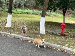 -铁山坪森林公园