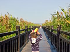 -芒洲湿地公园