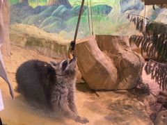 -正佳雨林生态植物园