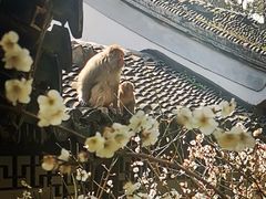 -苏州上方山国家森林公园